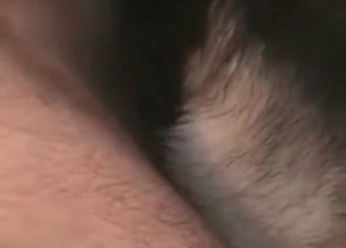 Massive cock fucking a dog