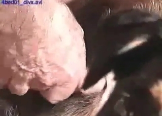 Fat dude drilling a dog