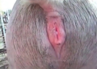 Farm animal fucking like crazy