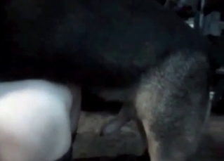 Sexy dog fucking her holes