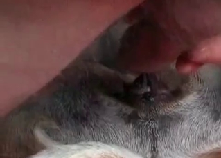 Close-up animal pussy shots here